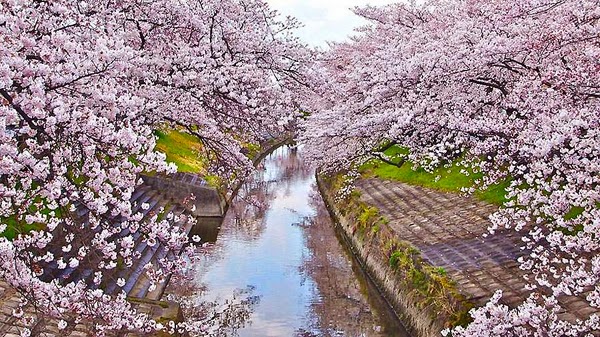 100+ Gambar Pemandangan Bunga Sakura Terindah Paling Bagus